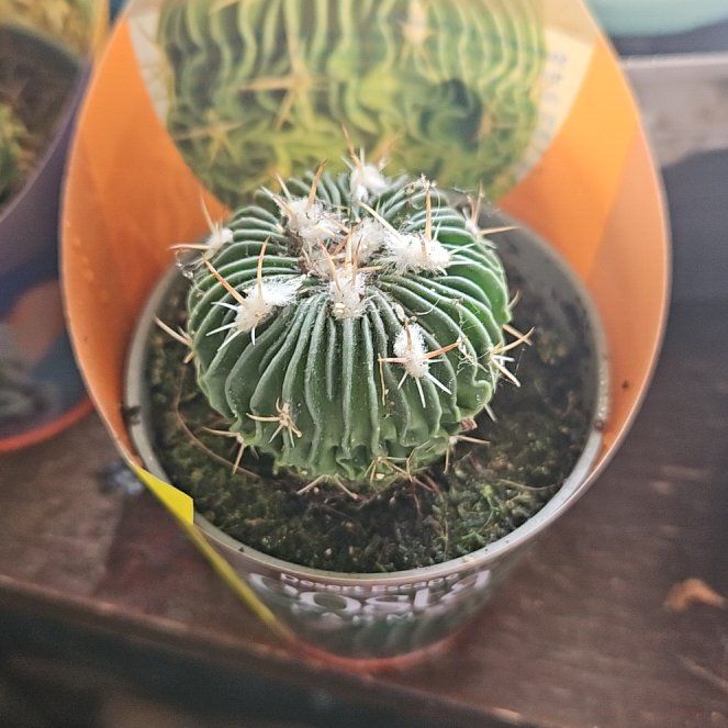 Photo of the plant species Brain Cactus by @WandrngDudette named Nemo on Greg, the plant care app
