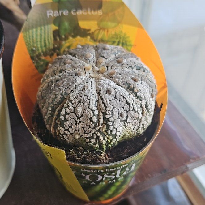 Photo of the plant species Astrophytum 'Marble' by @WandrngDudette named Apollo on Greg, the plant care app