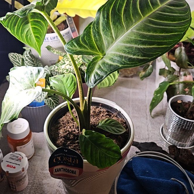 Photo of the plant species Xanthosoma by @WandrngDudette named Bodhi on Greg, the plant care app