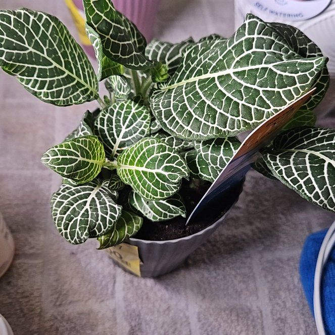 Photo of the plant species Superba Fittonia by @WandrngDudette named Demi on Greg, the plant care app