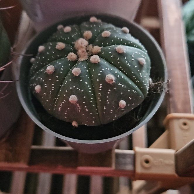 Photo of the plant species sanddollar cactus by @WandrngDudette named Plato on Greg, the plant care app