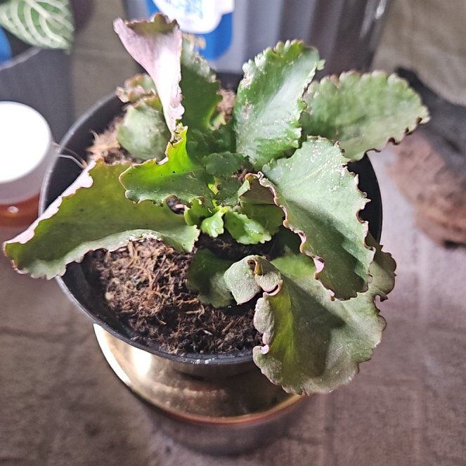 Photo of the plant species Kalanchoe 'Karen' by @WandrngDudette named Madonna on Greg, the plant care app