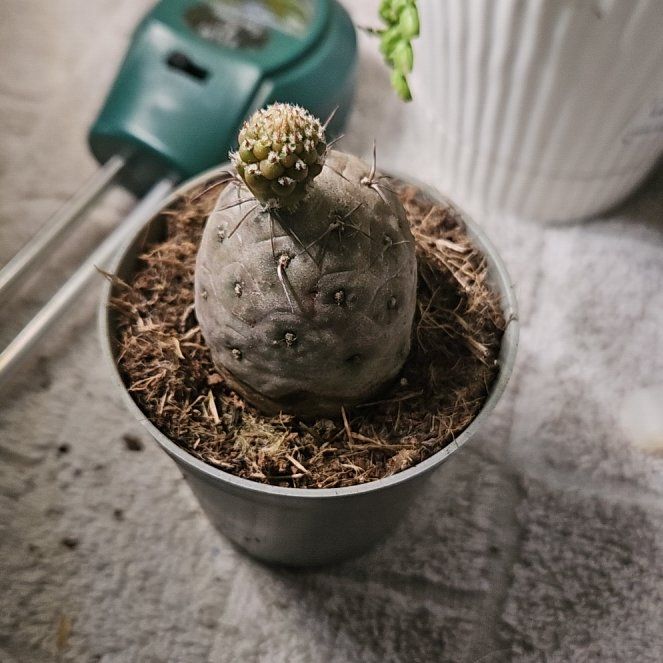 Photo of the plant species Tephrocactus geometricus by @WandrngDudette named Walt on Greg, the plant care app