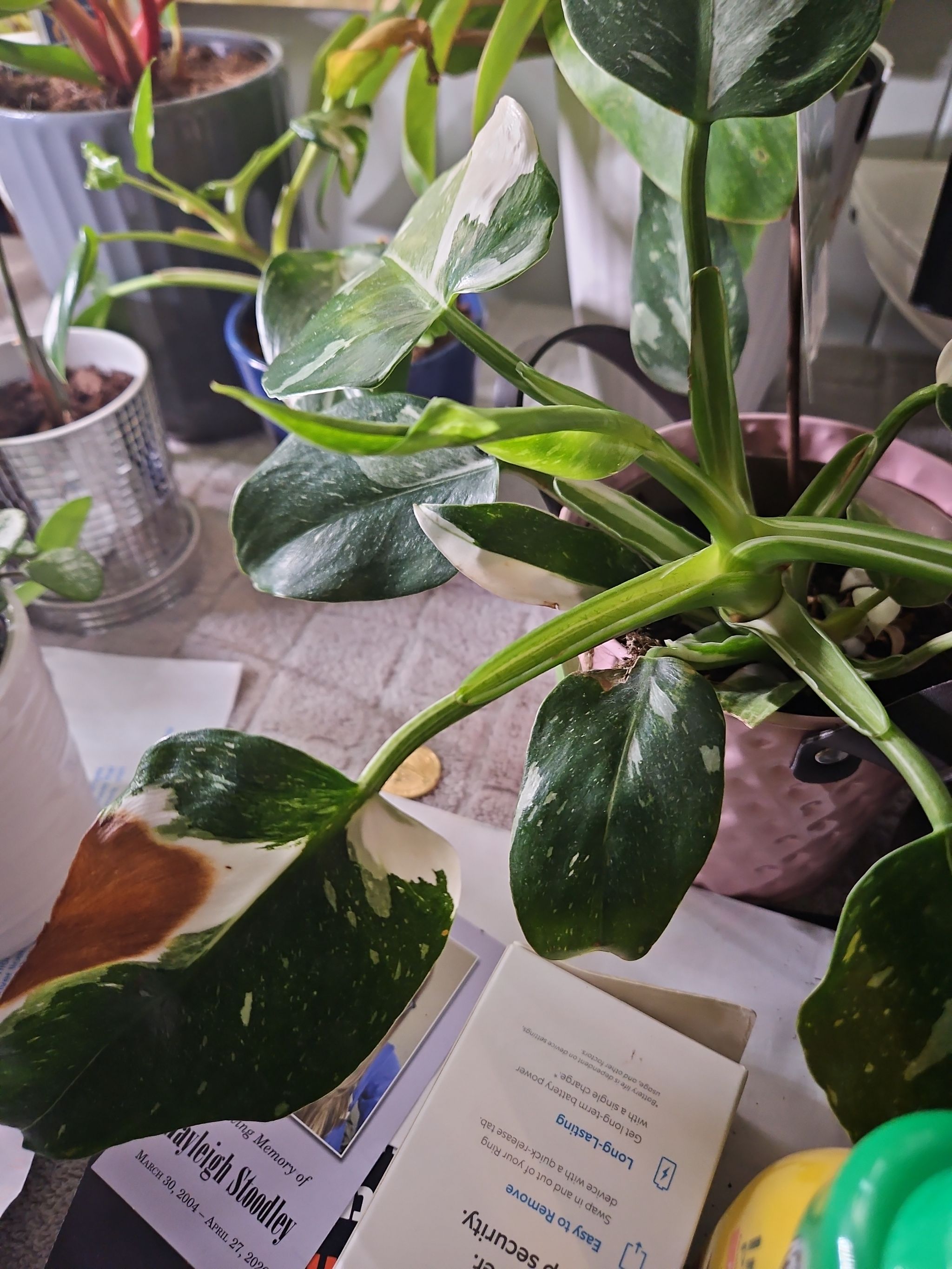 Photo from the post