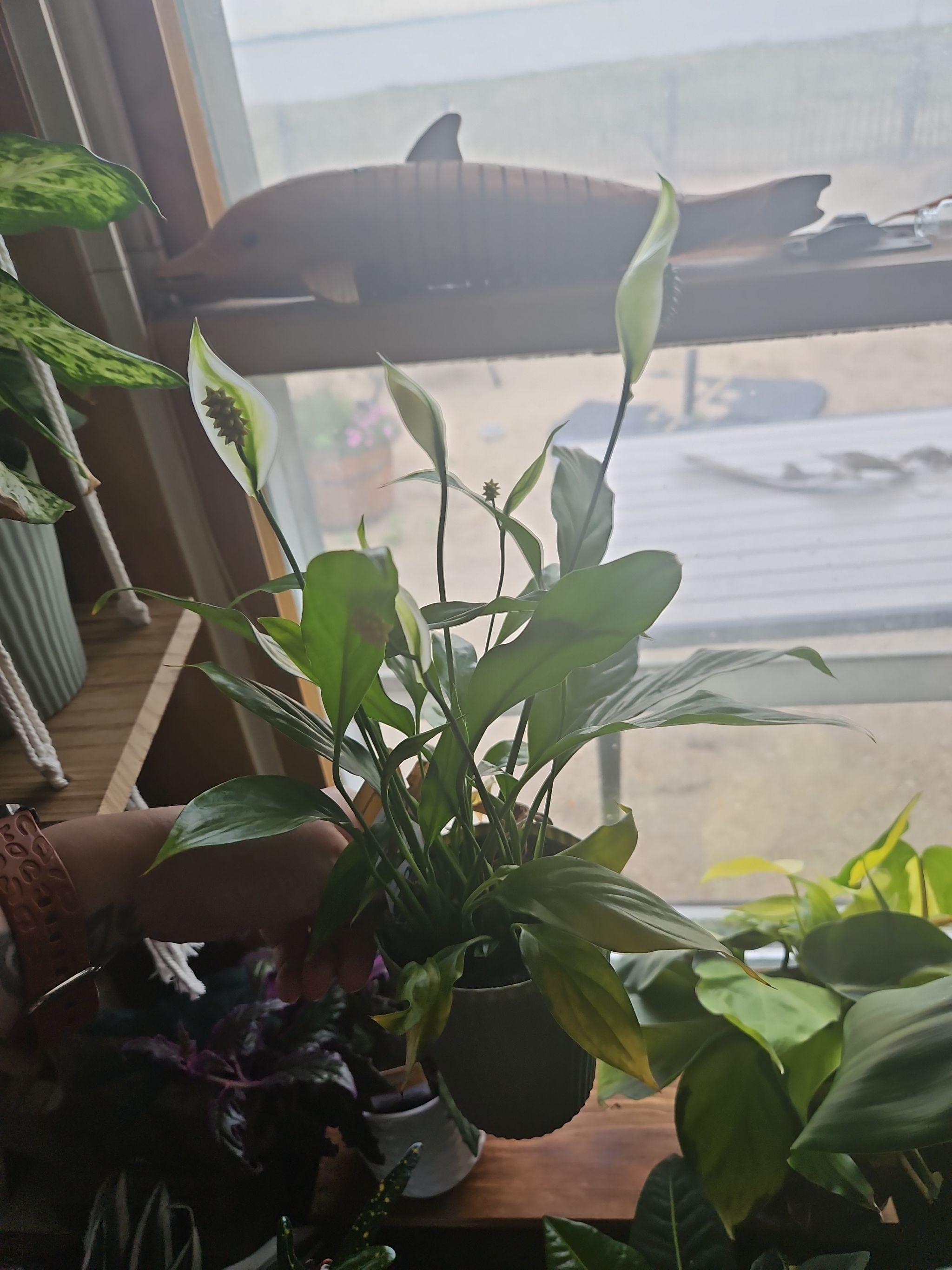 Photo from the post