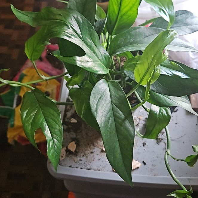 Photo of the plant species Baltic Blue Pothos by @WandrngDudette named Achilles on Greg, the plant care app