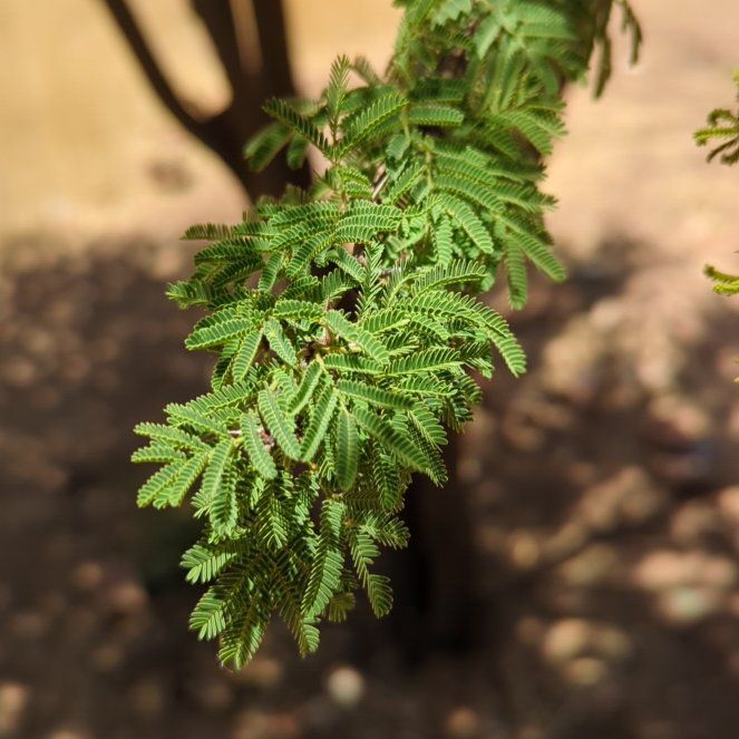 Photo of the plant species Prickly Acacia by @VeteranSedge named Gaga on Greg, the plant care app