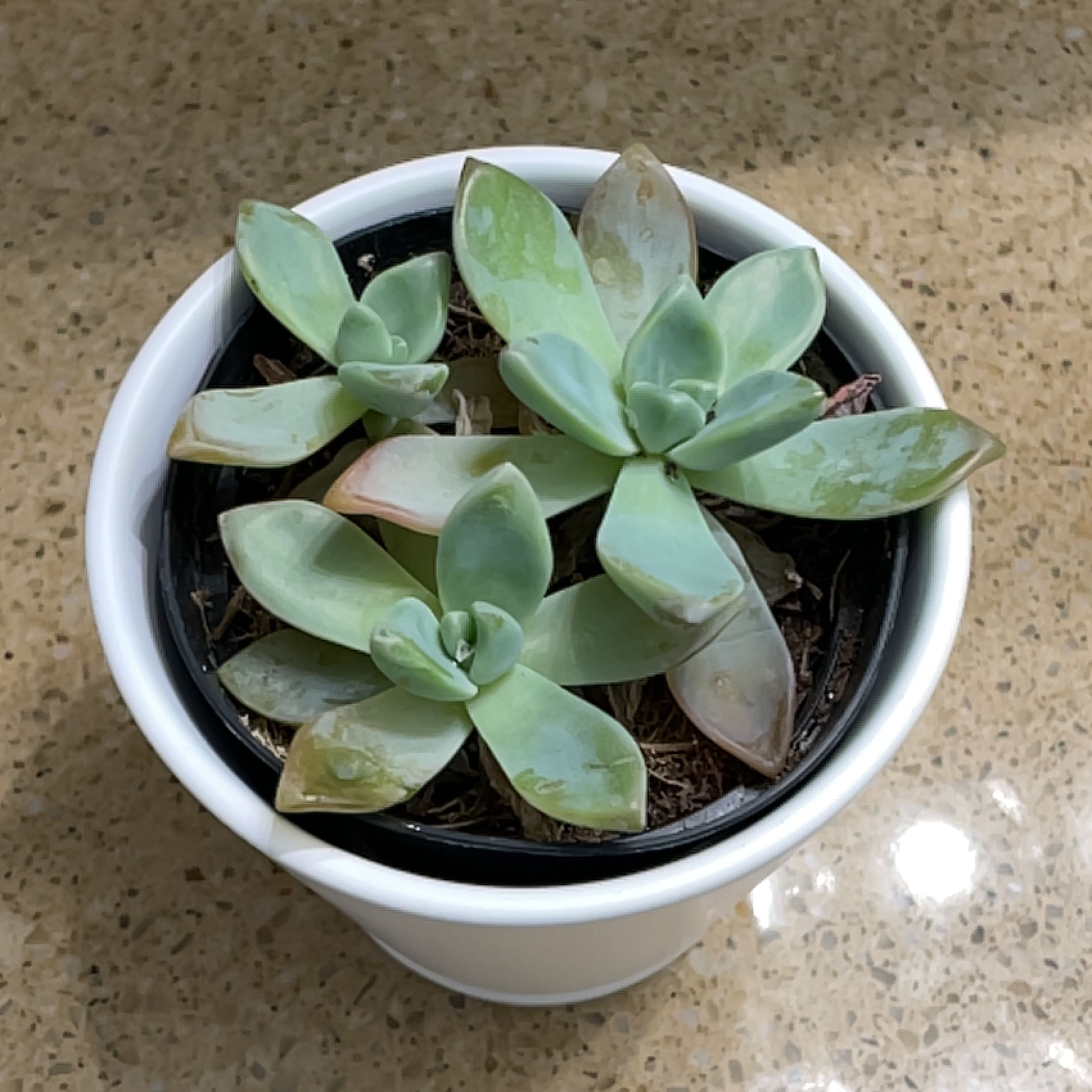 Potted Graptosedum 'Ghosty' plant with multiple rosettes and slight leaf discoloration.