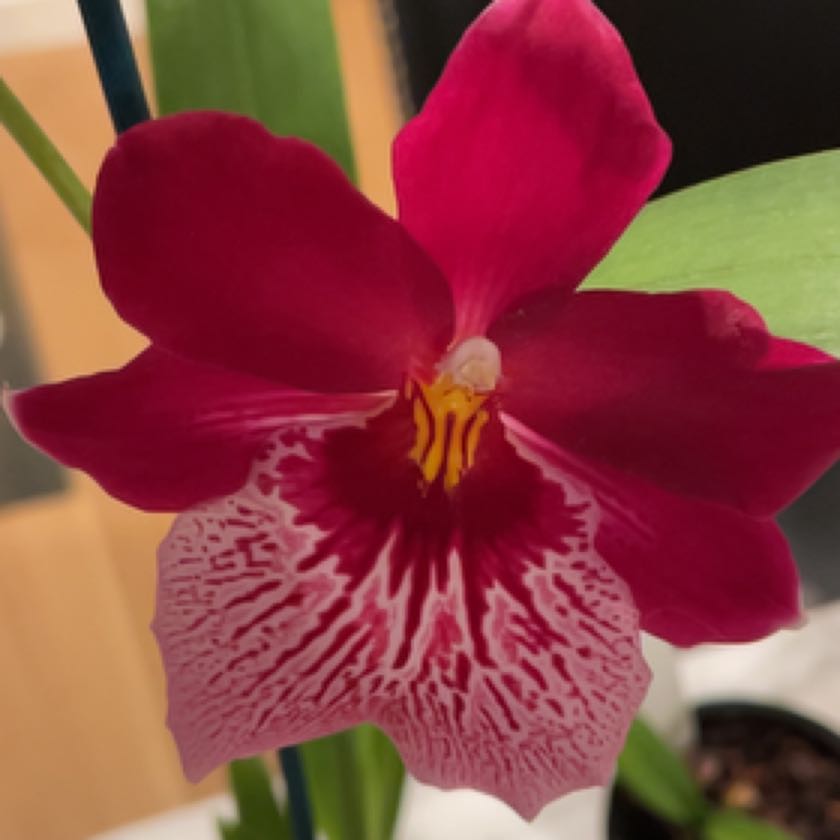 Photo of the plant species Odontocidium Catatante 'Pacific Sun Spots' by @BuffGrass named Remington onolicious Vivid on Greg, the plant care app