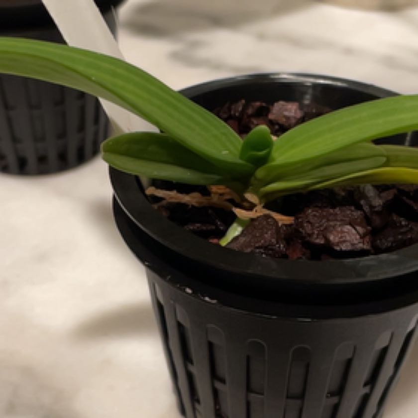 Photo of the plant species foxtail orchid by @BuffGrass named Hamilton orange on Greg, the plant care app