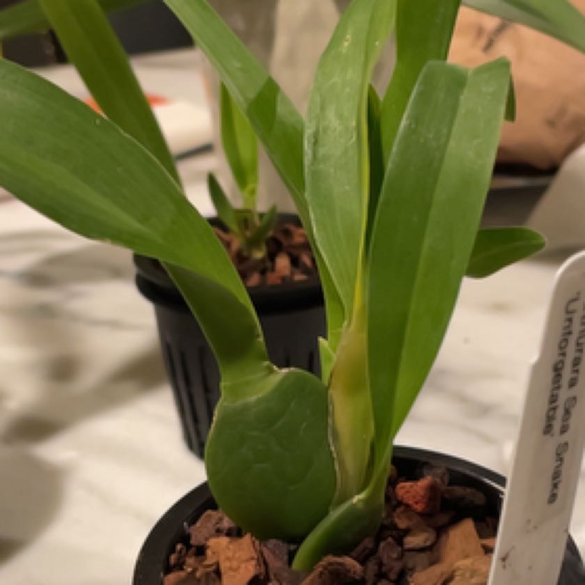 Photo of the plant species Unforgetable Oncidium by @BuffGrass named Keanu Leaves Unforgettable on Greg, the plant care app