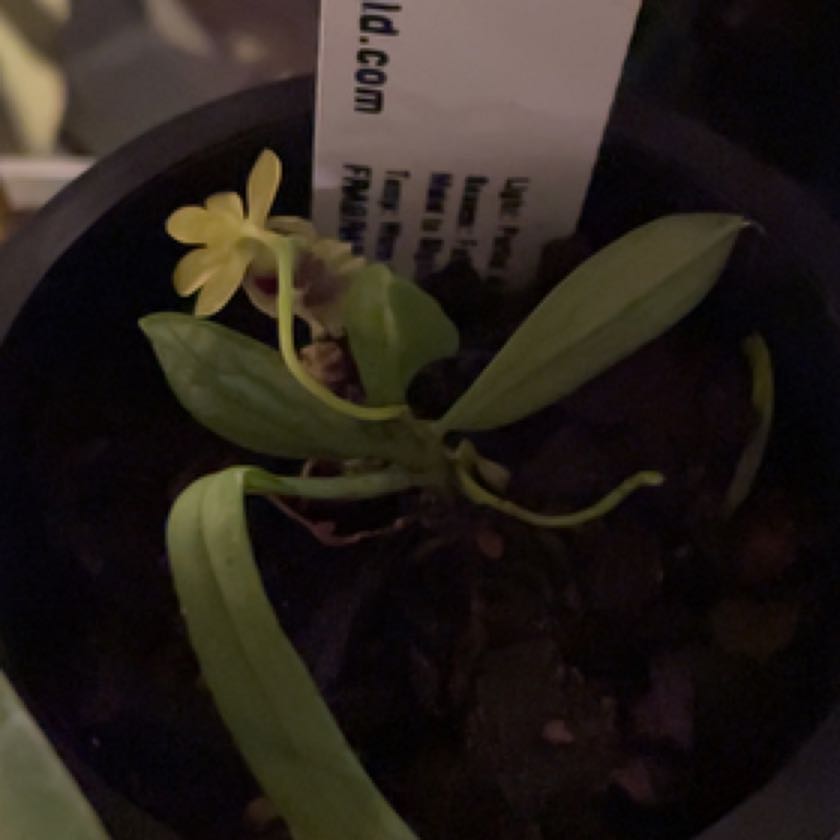 Photo of the plant species Taiwan Fragrant Orchid by @BuffGrass named Khaleesi Haraella Retrocalla on Greg, the plant care app