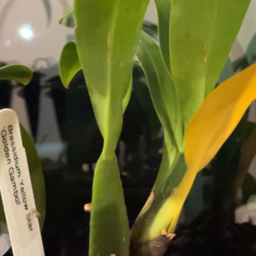 Photo of the plant species Spider orchid by @BuffGrass named Golden Gambol on Greg, the plant care app