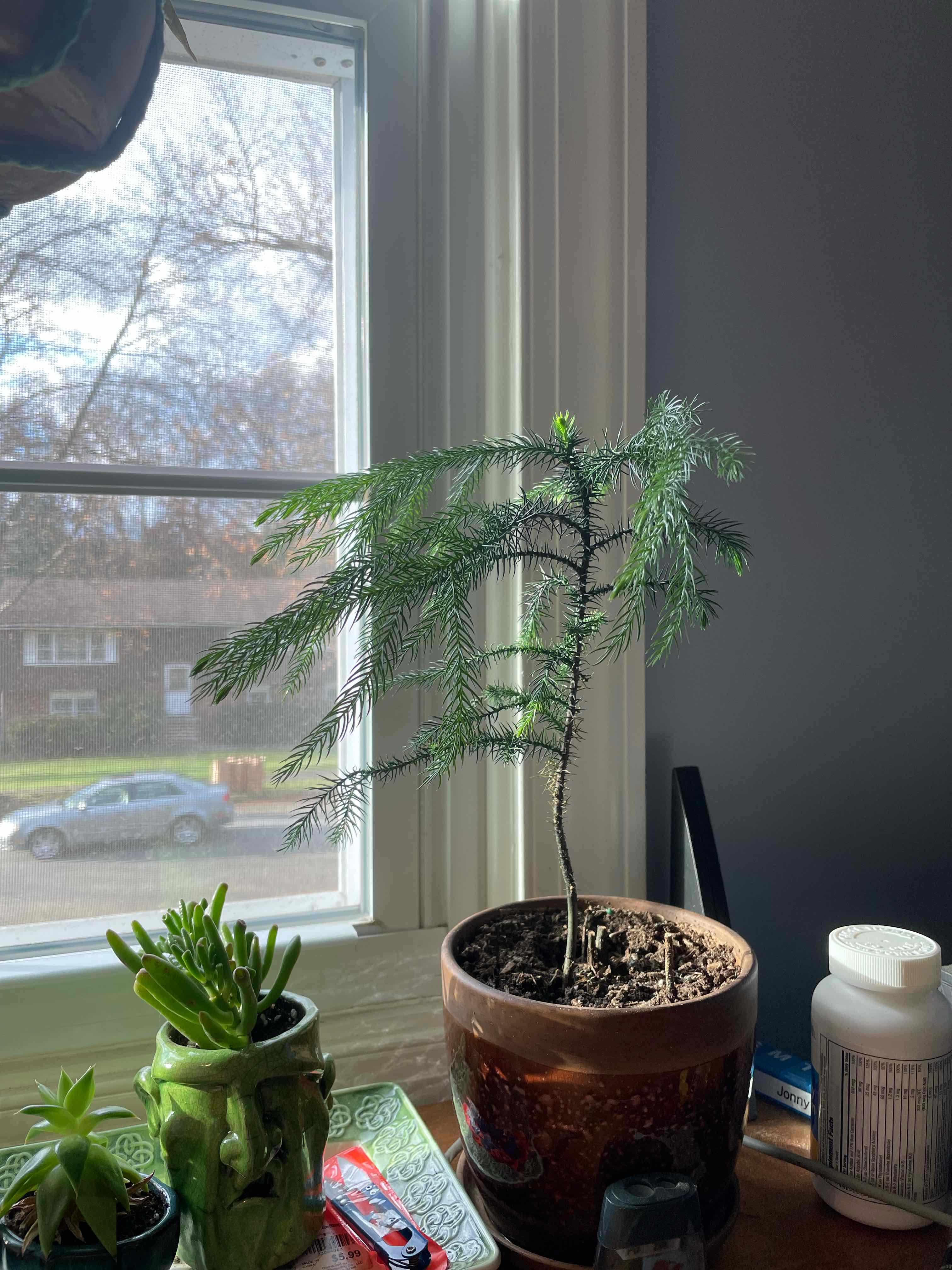 Potted Dwarf Alberta Spruce on a windowsill with visible soil and green needles.