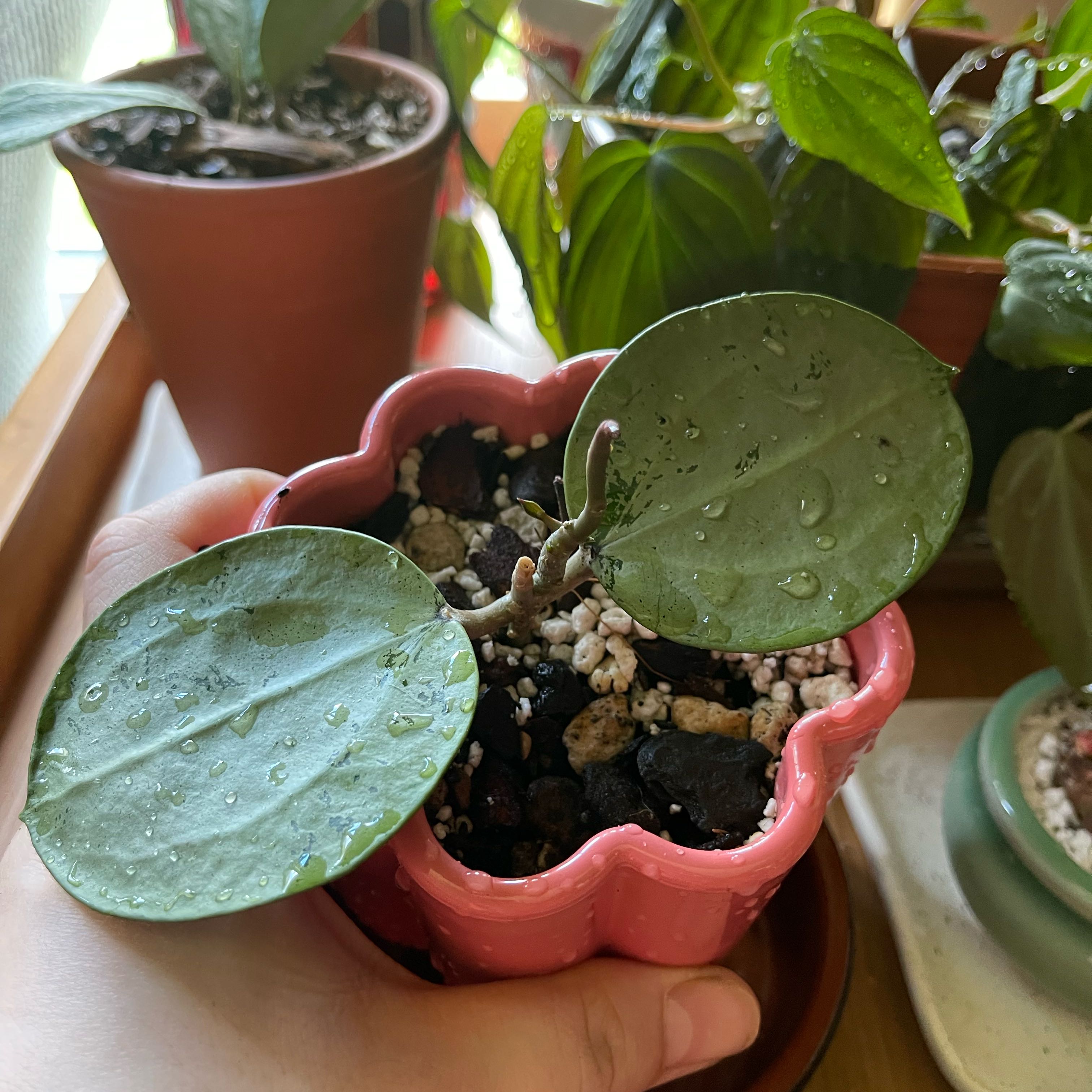 Photo of the plant species Hoya Silver Dollar by @EagerGardenia named Kylie on Greg, the plant care app