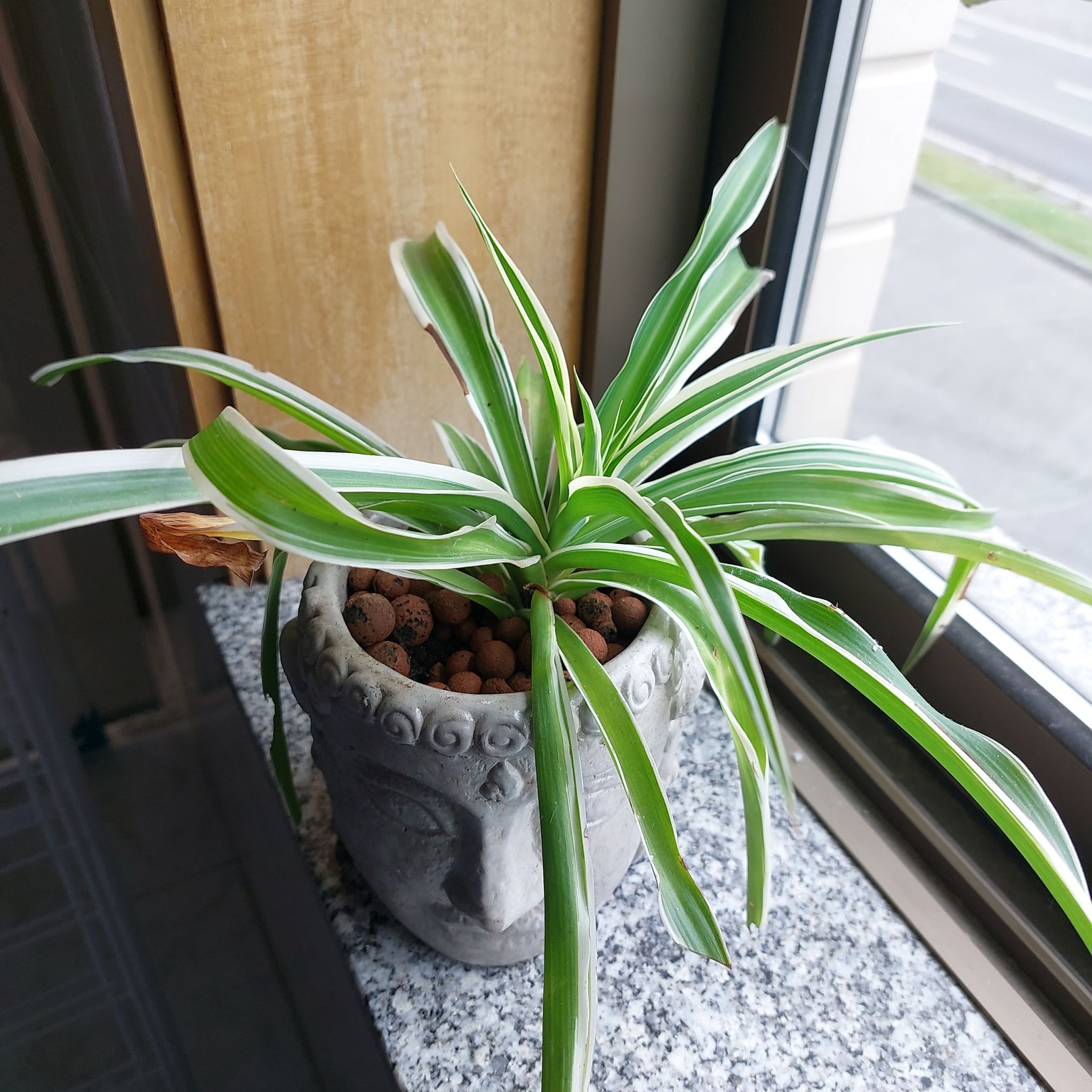 Tasman Flax-Lily plant in a decorative pot on a windowsill with healthy green and white leaves.