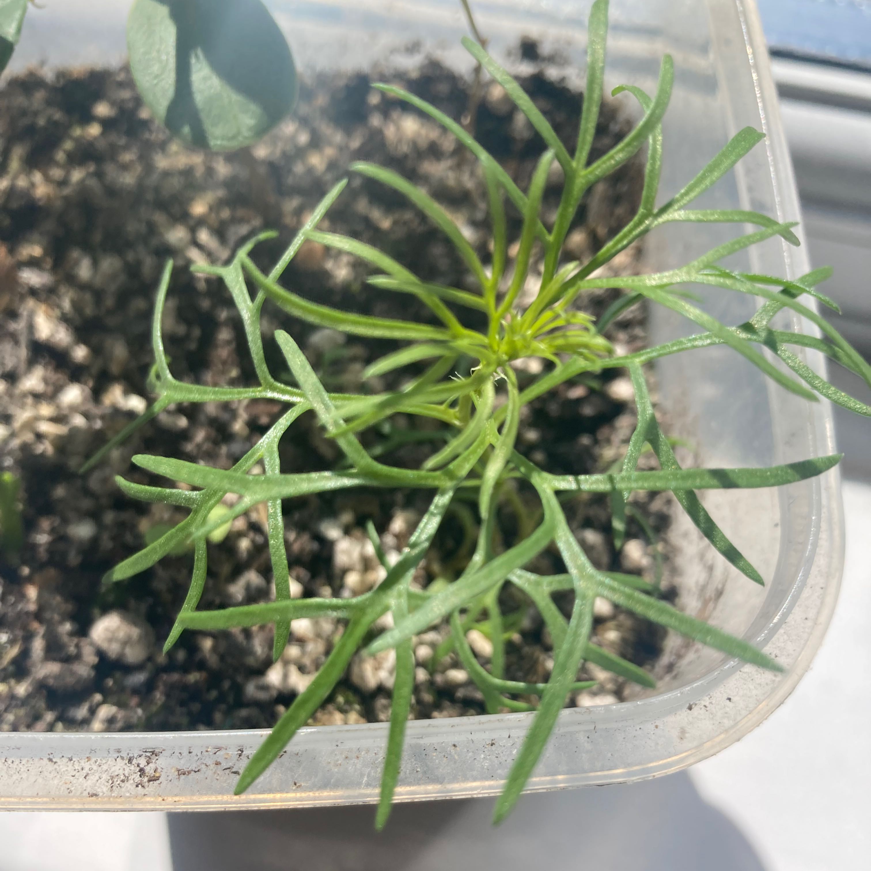 Photo of the plant species Harmal Peganum by @ShinyKurrajong named Keanu Leaves on Greg, the plant care app