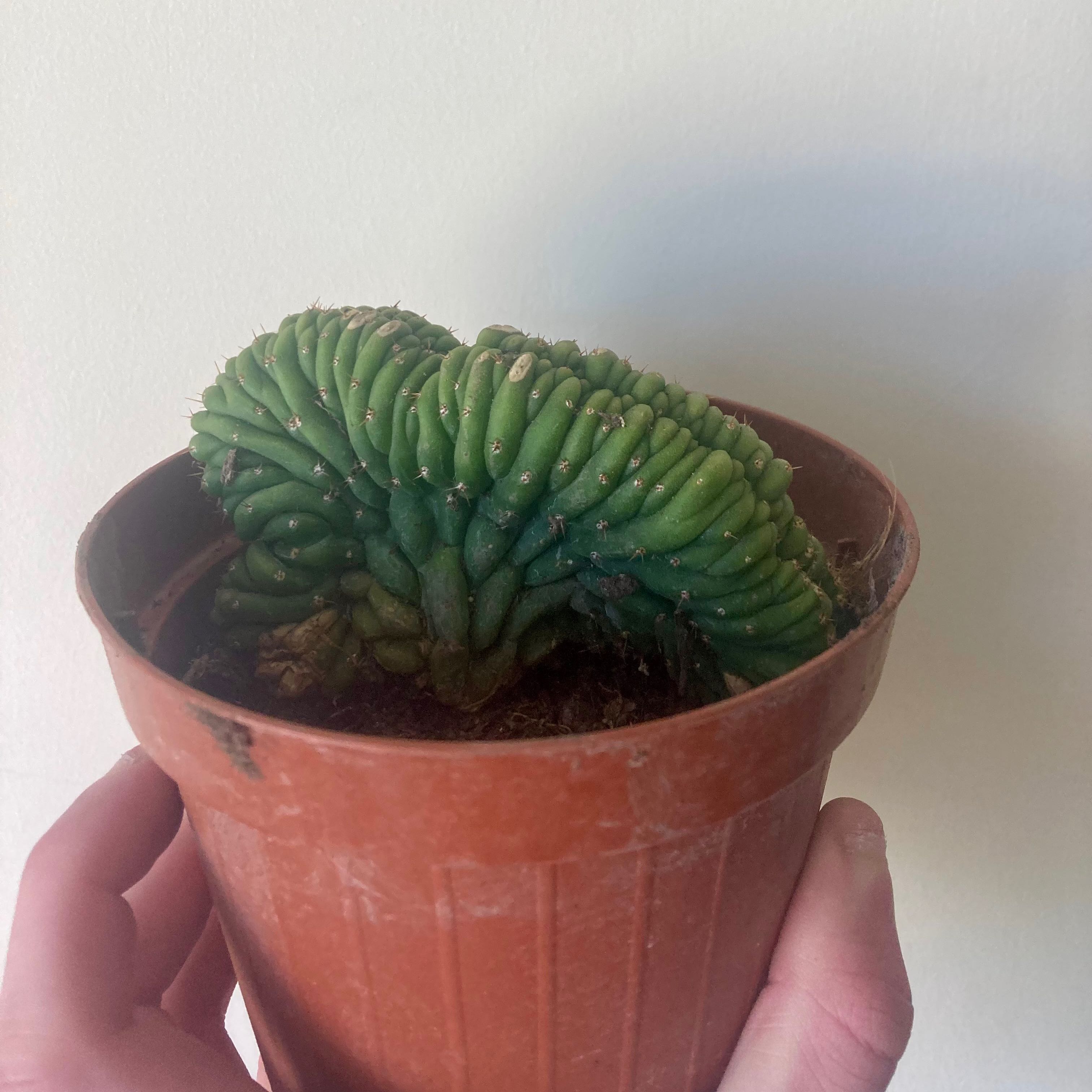 Photo of the plant species Crested San Pedro Cactus by @ShinyKurrajong named Madonna on Greg, the plant care app