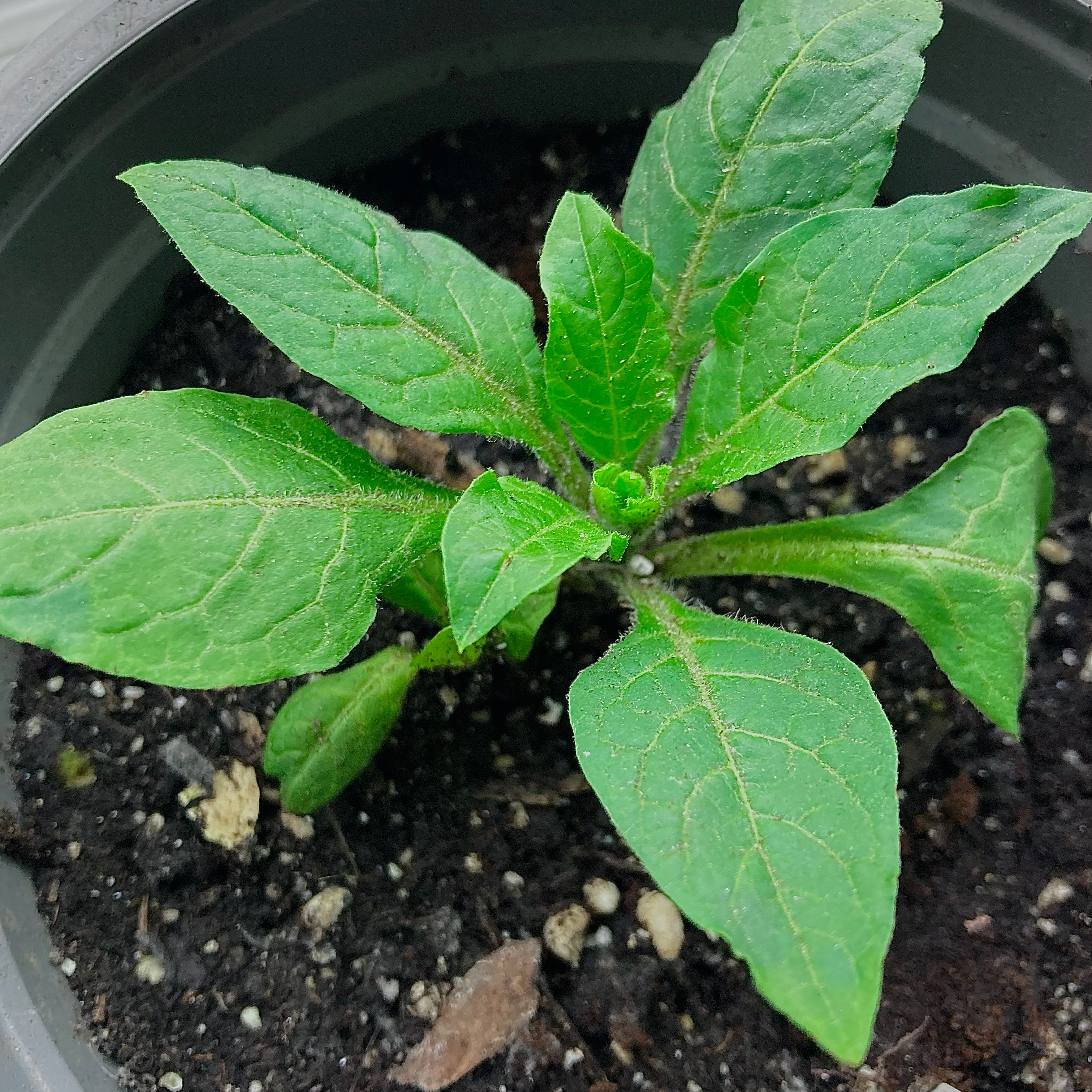 Photo of the plant species Belladonna by @ShinyKurrajong named Zeus on Greg, the plant care app