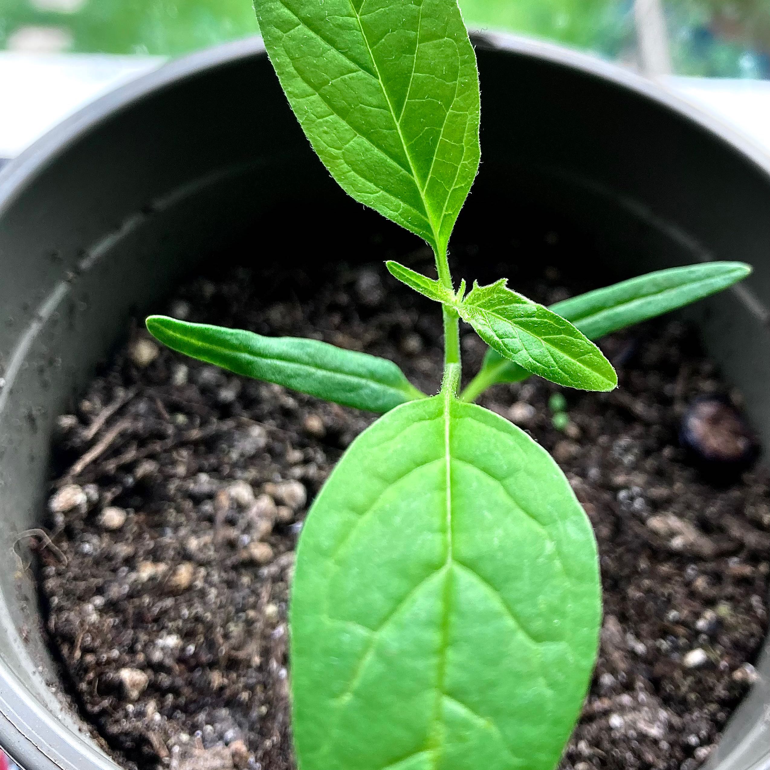 Young Devil's Apple plant in a pot with visible soil and healthy green leaves.