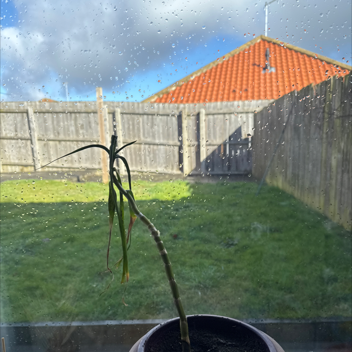 Photo of the plant species Fynbos aloe by @Dee2024 named Harper on Greg, the plant care app