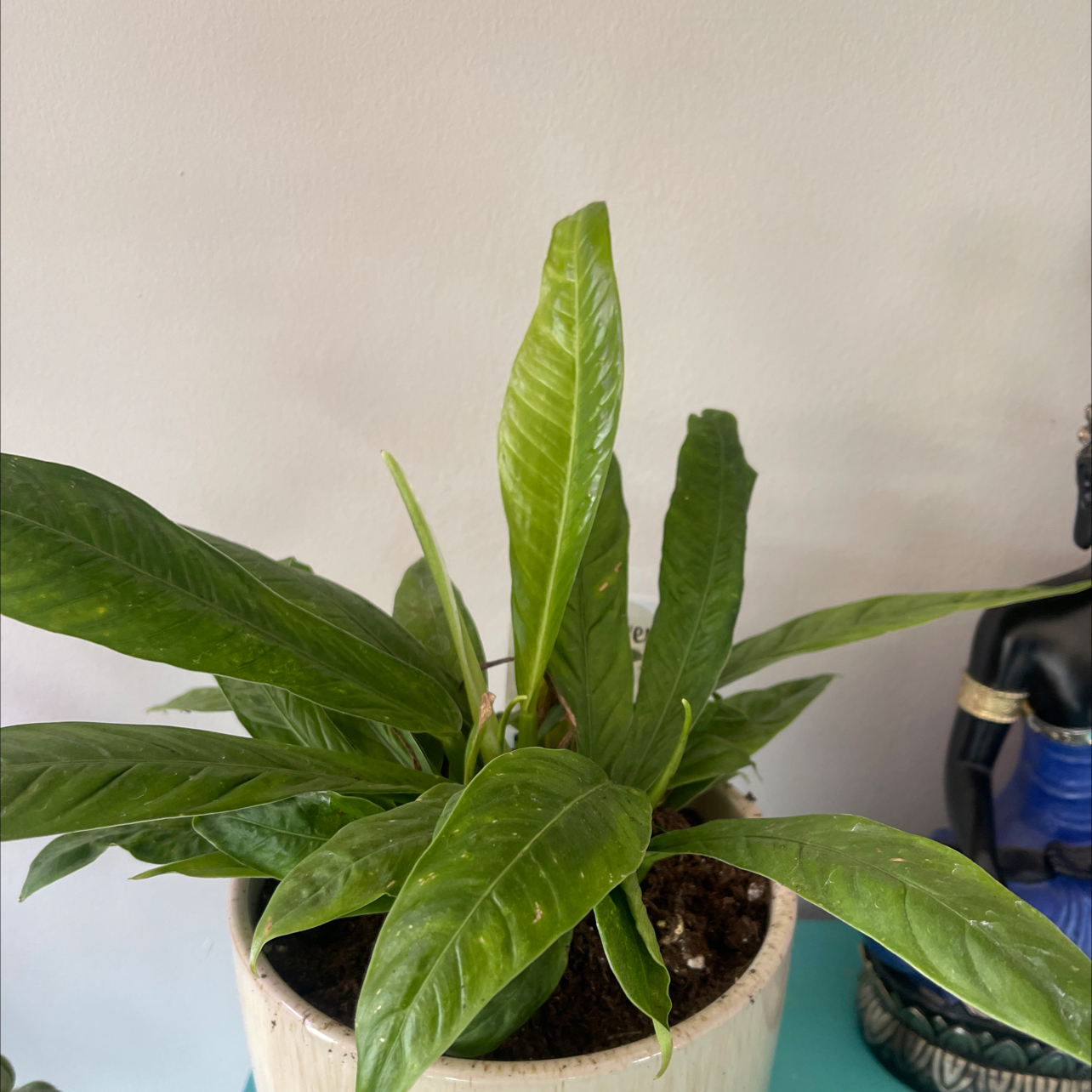 Photo of the plant species Philodendron campii by @BraveBushlily named Luna on Greg, the plant care app