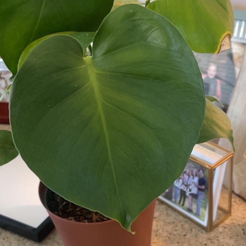 Photo of the plant species Heart Leaf Philodendron by @BraveBushlily named Chester on Greg, the plant care app