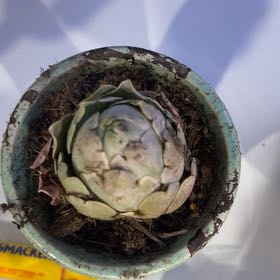 Photo of the plant species Rose Succulent by @BraveBushlily named Gene on Greg, the plant care app