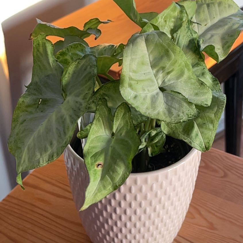 Photo of the plant species Roxana Arrowhead Plant by @BraveBushlily named Arnold on Greg, the plant care app