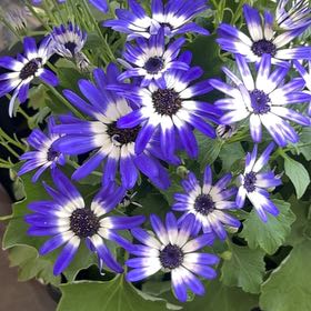 Photo of the plant species Glandular Cape Marigold by @BraveBushlily named Scarlett on Greg, the plant care app