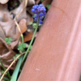 Photo of the plant species Common Grape Hyacinth by @ClassicMakura named Foxxy on Greg, the plant care app