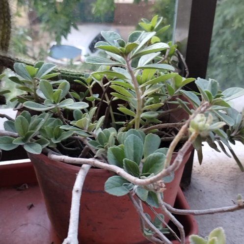 Photo of the plant species Boldo by @MuscularAjwain named Winston on Greg, the plant care app