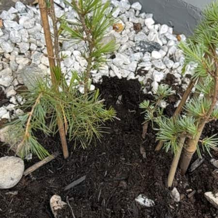 Photo of the plant species European Larch by @IdolDateplum named Diana on Greg, the plant care app