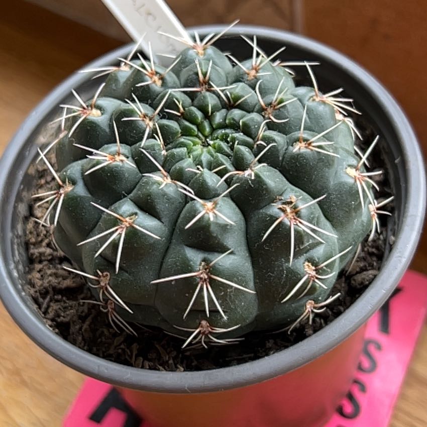 Photo of the plant species Rose Plaid Cactus by @SoothingTwister named Fernie Mac on Greg, the plant care app