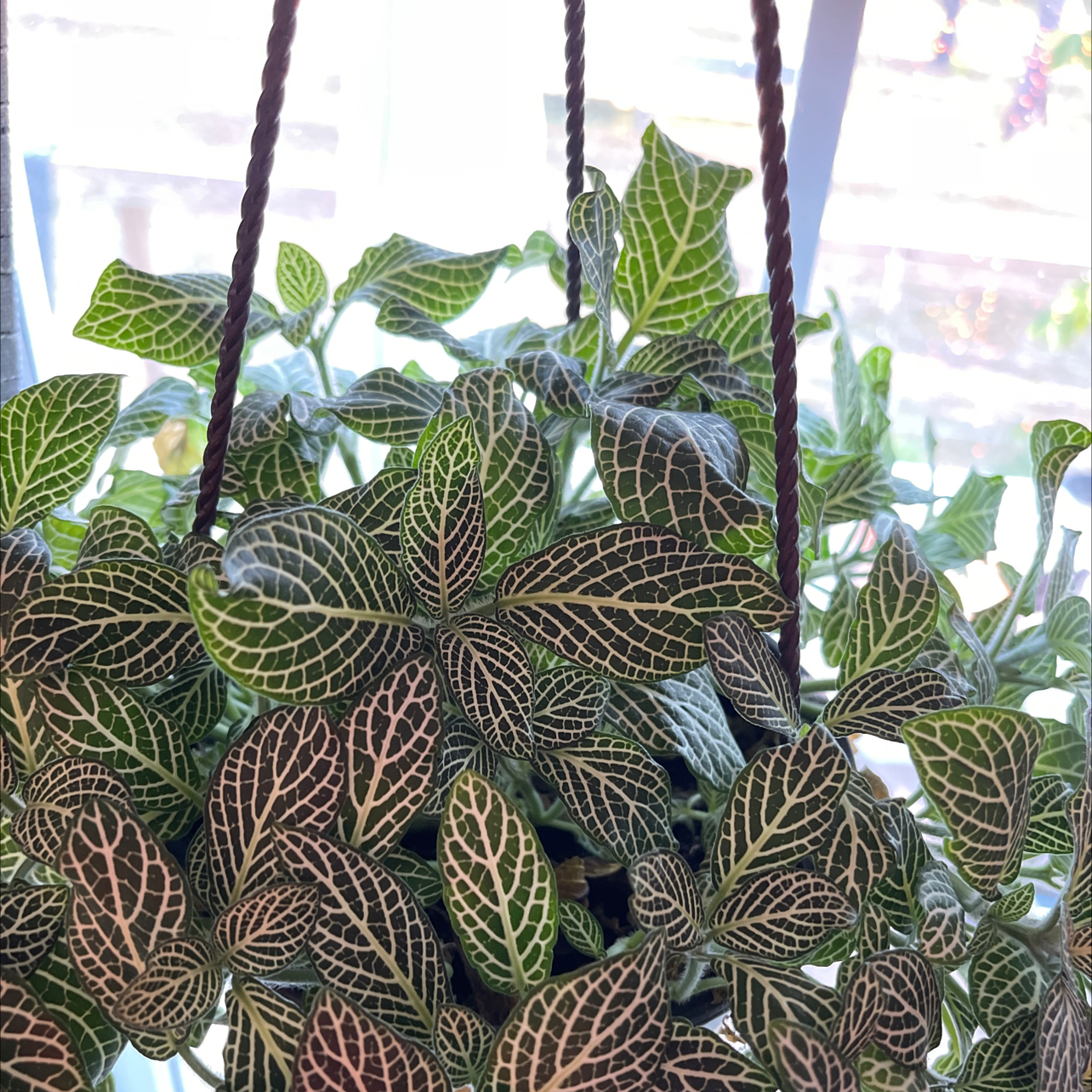 Healthy White Anne Nerve Plant with vibrant green leaves and white veining in a hanging pot.