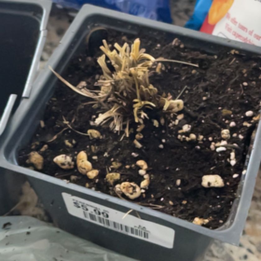Photo of the plant species Carex Feather Falls by @AceAssamtea named Nithin on Greg, the plant care app