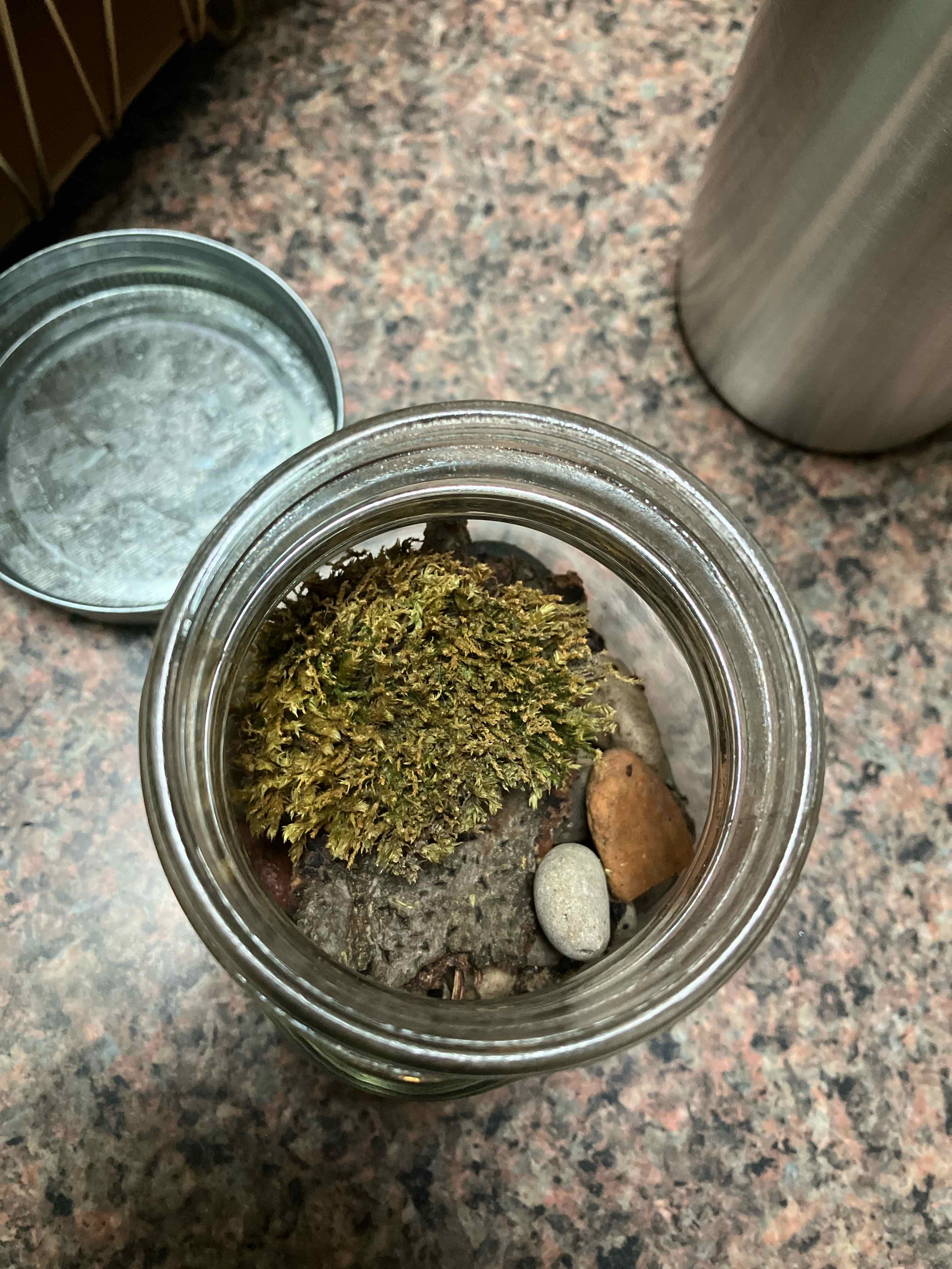 Silvergreen Bryum Moss in a jar with rocks on a countertop.