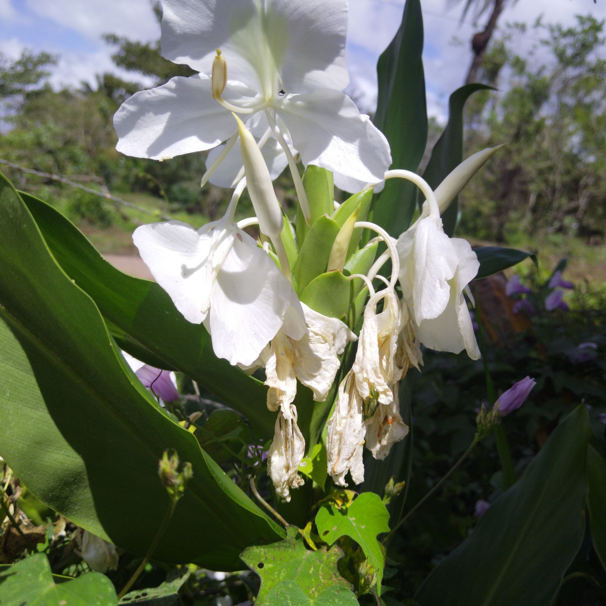 Butterfly Ginger plant with white flowers, some wilted, in an outdoor setting.