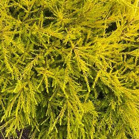 Photo of the plant species Japanese Cedar by @AproposDateplum named Kardashian on Greg, the plant care app