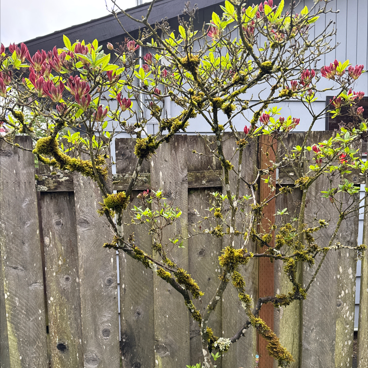 Photo of the plant species Pink Azalea by @InformedOrchids named Michelle Branch on Greg, the plant care app