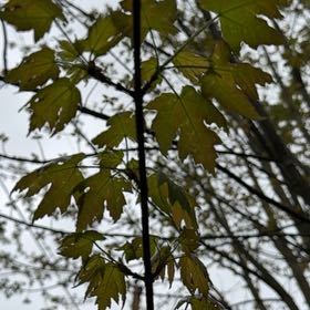 Photo of the plant species Silver Maple by @InformedOrchids named Sonora on Greg, the plant care app