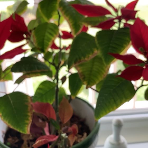 Photo of the plant species Butter Bush by @BuffSugarvine named Fernie Mercury on Greg, the plant care app