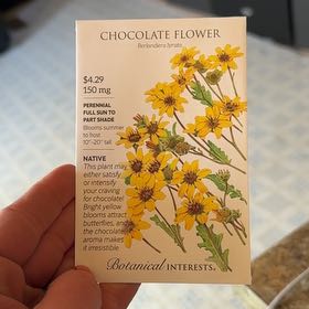 Photo of the plant species Chocolate Flower by @HeartyBluesedge named Girlfrond on Greg, the plant care app