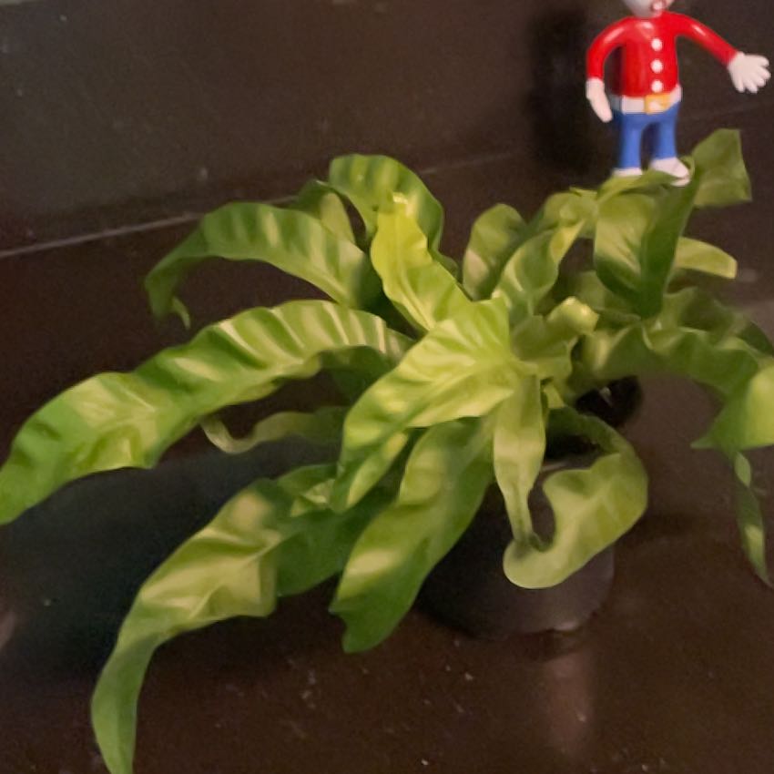 Hurricane Fern with vibrant green, wavy leaves and a small figurine in the background.