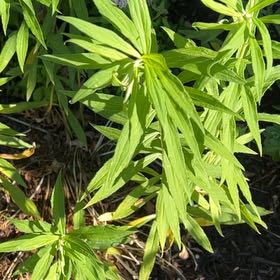 Photo of the plant species Rough Canada Goldenrod by @MerryCalathea named Elina on Greg, the plant care app