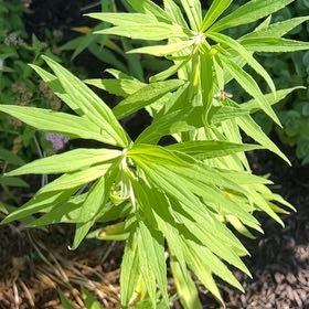 Photo of the plant species Rough Canada Goldenrod by @MerryCalathea named Aria on Greg, the plant care app