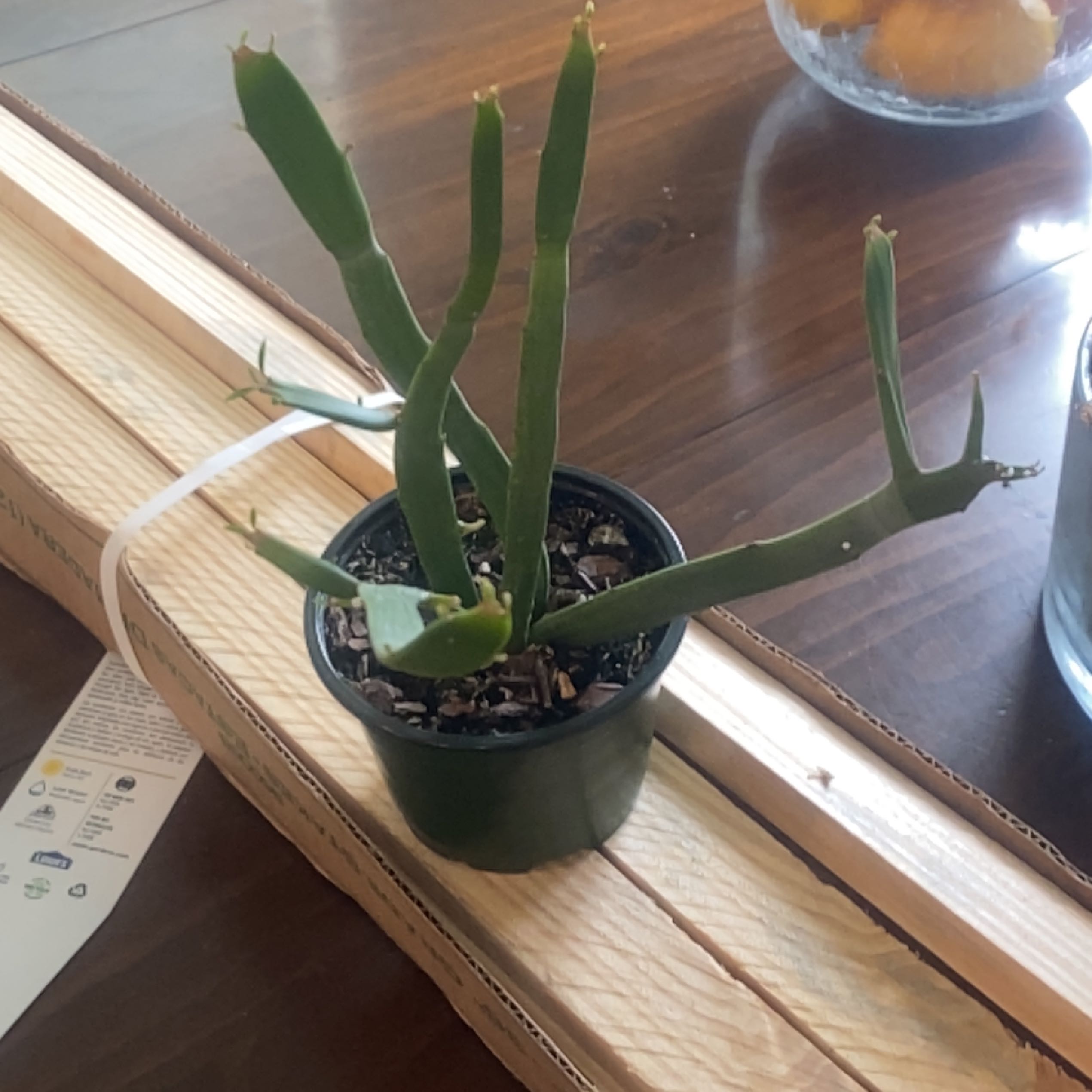 Photo of the plant species Euphorbia xylophylloides by @UnerringPepper named Athena on Greg, the plant care app