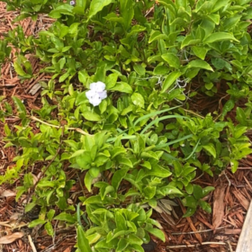 Photo of the plant species Yesterday Today & Tomorrow by @UnerringPepper named Darwin on Greg, the plant care app
