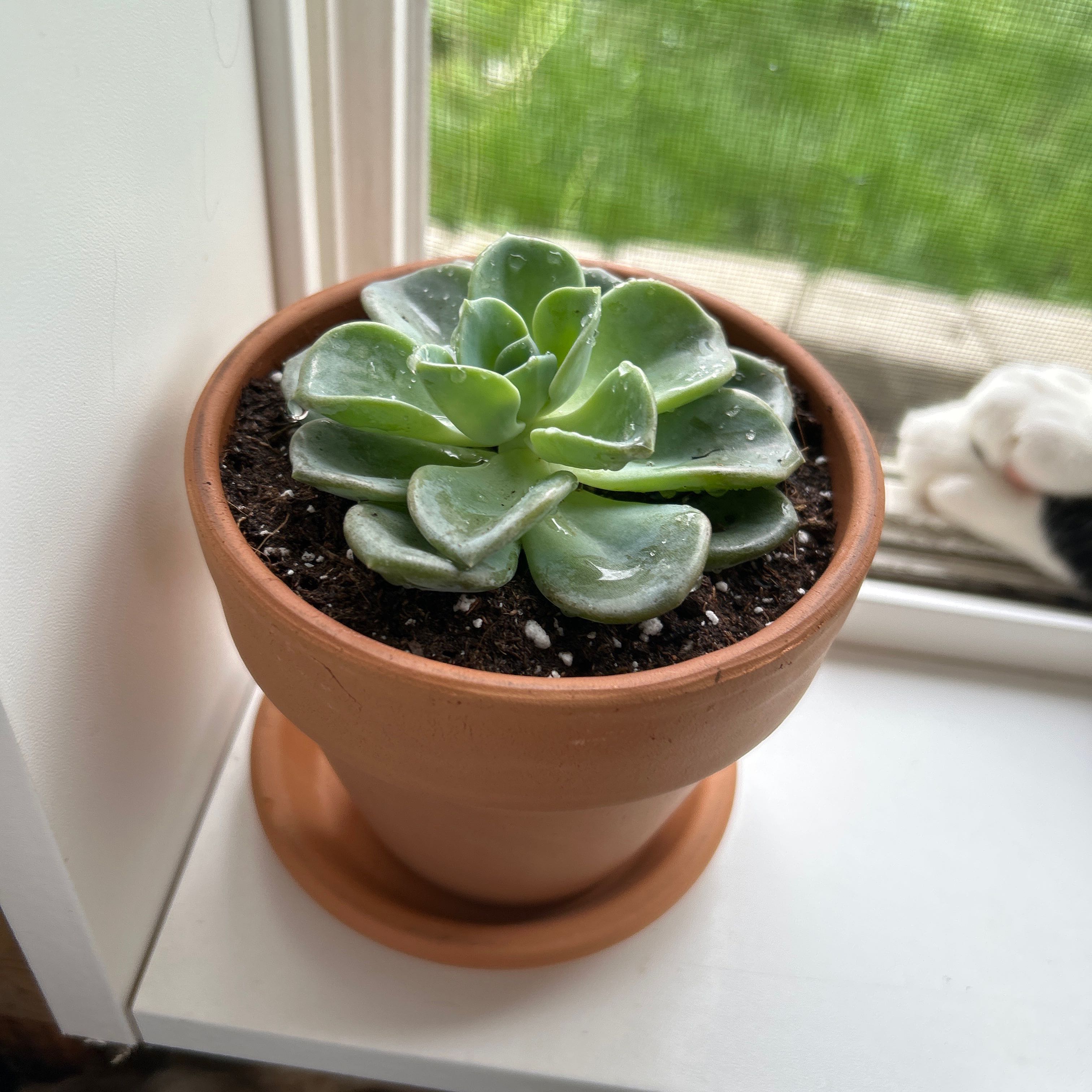 Photo of the plant species Pachyveria 'Orpet' by @SwellDaboecia named Lexi on Greg, the plant care app