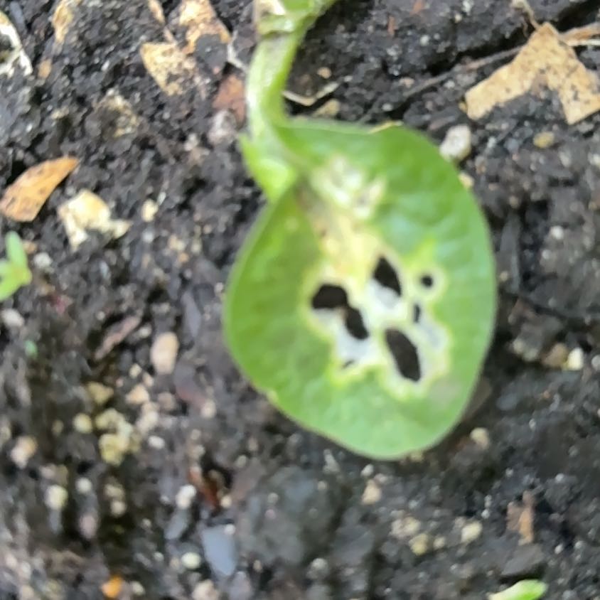 Photo of the plant species American Wintergreen by @GuardianMayten named Forrest on Greg, the plant care app